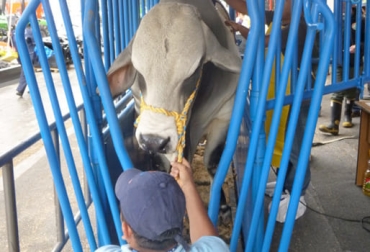 Para comenzar con programas de mejoramiento genético se debe tener un proceso de pesaje con frecuencia en el hato para conocer las condiciones de los animales. Foto: induganavet.com ganadería, ganadería colombia, noticias ganaderas, noticias ganaderas colombia, contexto ganadero, mejoramiento genético, recomendaciones mejoramiento genético, puntos clave mejoramiento genético, programas de mejoramiento genético, iniciar un programa mejoramiento genético