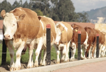 Por sus características, la raza simmental se considera importante para realizar cruzamientos con buenos resultados en el trópico. Foto: asosimmentalcolombia-com.jimdo.com Simmental, Gyr, holstein, brahman, Guzerat, jersey, Simmgyr, Angus, simmhol, simbrah, carne, leche, ectoparásitos, endoparásitos, control lechero, ceba, cría, habilidad materna, destete, rusticidad, adaptabilidad, Ganadería, ganadería colombia, noticias ganaderas colombia, CONtexto ganadero