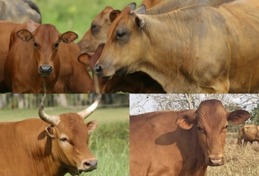 La FAO ha alertado por la posible extinción de algunas razas criollas por lo que entidades como Agrosavia, en Colombia, trabajan por su preservación. Foto: Fedegán - FNG Razas criollas, extinción, FAO, chino santandereano, hartón del valle, costeño con cuernos, Cambio climático, Agrosavia, Mesa Técnica Departamental, Santander, Corpovalle, carne, leche, láctea, Centro de Investigación, pajillas, Inseminación, productores, criadores, banco de germoplasma, Ganadería, ganadería colombia, noticias ganaderas colombia, CONtexto ganadero