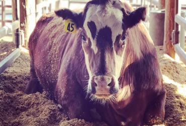 “Esta investigación podría ayudar a los agricultores a producir de manera sostenible la carne y los productos lácteos que necesitamos para alimentar al mundo”, dijo Ermias Kebreab. Ganadería, ganadería colombia, noticias ganaderas, noticias ganaderas colombia, CONtexto ganadero, eructos, eructos vacas, alimentar vacas con algas, alimentación para el ganado con algas, reducir gases de efecto invernadero, mundo agropecuario