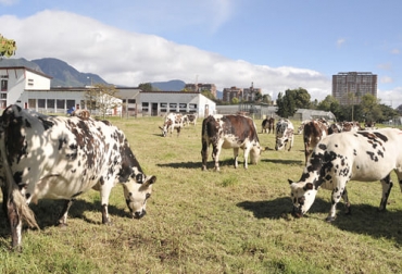 El experto asegura que las características deseables e indeseables en el mejoramiento genético dependen de las necesidades de cada productor. Foto: agenciadenoticias.unal.edu.co Ganadería, ganadería colombia, noticias ganaderas, noticias ganaderas colombia, CONtexto ganadero, mejoramiento genético, selección de animales, selección de animales en mejoramiento genético, características deseables en mejoramiento genético, características indeseables mejoramiento genético, razas mejoramiento genético