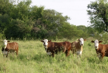 Para el funcionamiento productivo es necesario que el productor revise la nutrición, la genética y la salud animal. Foto: inta.gob.ar Ganadería, ganadería colombia, noticias ganaderas, noticias ganaderas colombia, CONtexto ganadero, hipocalcemia, hipomagnesemia, enfermedades metabólicas, sistema productivo, sanidad animal, Genética, nutrición, Genética bovina, nutrición bovina, sistema digestivo bovino, sistema nervioso bovino, sistema mamario bovino. Sistema locomotor bovino, sistema reproductivo bovino