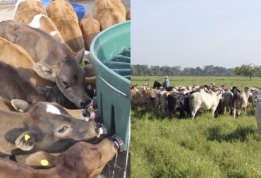 El destete precoz mejora la carga animal en los potreros. Foto: Captura de pantalla del video https://www.youtube.com/watch?v=43YaSaLaLM4 del canal de youtube Sir Chandler - agronegocios.uniandes.edu.co Destete precoz carga animal, destete precoz carga potreros, destete precoz, apartar el ternero de la vaca, aumentar los kilos de ternero destetados por hectárea, preñez, parición, incremento del porcentaje de preñez, adelantar de la parición, etapa a corral, etapa de acostumbramiento, beneficios del destete precoz, ventajas deteste precoz, estudios destete precoz ganado, ganaderos, ganaderos colombia, ganado, bovinos, ganado bovino, Ganadería, ganadería colombia, noticias ganaderas, noticias ganaderas colom