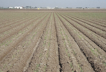 El productor debe tener en cuenta que no todo tipo de semilla es acorde a todo tipo de terrenos en las fincas. Foto: fao.org Ganadería, ganadería colombia, noticias ganaderas, noticias ganaderas colombia, CONtexto ganadero, semillas, escogencia de semillas, compra de semilas, compra de semillas finca, cuál semilla compro, qué semilla compro, qué semilla le sirve a mi finca, semillas para pasturas, semillas para fincas, ganaderos, ganaderos colombia, valor cultural semillas, tipos de siembra, terreno para siembra, cuidados terreno para siembra, recomendaciones terreno para siembra