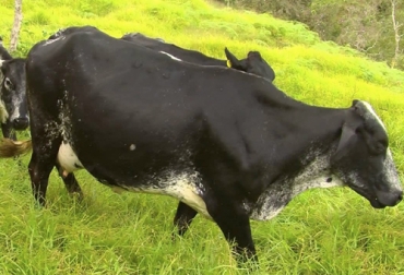 Hay que prestar especial atención al sistema inmune de las vacas antes y después del parto. Foto: Captura de pantalla del video https://www.youtube.com/watch?v=6pFyIYuyKOw del canal de youtube TvGan Colombia Inmunodepresión en vacas periodo de transición, periparto, parto, posparto, Inmunosupresión, inmunodepresión, Inmunosupresión inmunodepresión en bovinos, Inmunosupresión inmunodepresión definición, Inmunosupresión inmunodepresión ganadería, Inmunosupresión inmunodepresión Colombia, ganaderos, ganaderos colombia, ganado, bovinos, ganado bovino, Ganadería, ganadería colombia, noticias ganaderas, noticias ganaderas colombia, CONtexto ganadero, contextoganadero