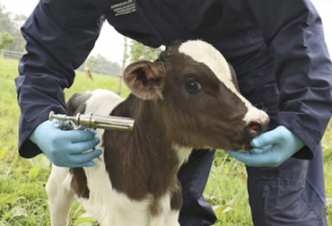 Según los investigadores, la vacunación de paratuberculosis debe realizarse los primeros 3 meses de vida para que funcione a la perfección en los animales. Foto: campogalego.es Ganadería, ganadería colombia, noticias ganaderas, noticias ganaderas colombia, CONtexto ganadero, paratuberculosis, vacunas paratuberculosis, paratuberculosis en bovinos, animales con paratuberculosis, investigaciones paratuberculosis