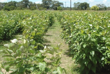 La veranera tiene un alto contenido de proteína cruda y degradabilidad ruminal aceptable, por lo cual puede ser aprovechada para alimentar al ganado. Foto: infopastosyforrajes.com Contenido nutricional veranera, Suplementación Bovina, veranera, Cratylia argéntea, rehabilitación de suelos ácidos degradados, Cratylia, suplementación para ganado bovino, suplementación de vacas, cratylia argentea ficha tecnica, cratylia argentea nombre común, cratylia argentea colombia, cratylia argentea siembra, ganaderos, ganaderos colombia, ganado, vacas, vacas Colombia, bovinos, ganado bovino, Ganadería, ganadería colombia, noticias ganaderas, noticias ganaderas colombia, CONtexto ganadero, contextog
