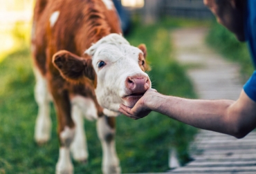 La investigación evidenció que los animales fueron acariciados tres minutos al día durante un período de 14 días después de su nacimiento mejoraron su rendimiento. Foto: cadenadial.com Ganadería, ganadería colombia, noticias ganaderas, noticias ganaderas colombia, CONtexto ganadero, acariciar al ganado, importancia de consentir al ganado, consentir a los terneros, consentir las crías del ganado, mundo agropecuario,