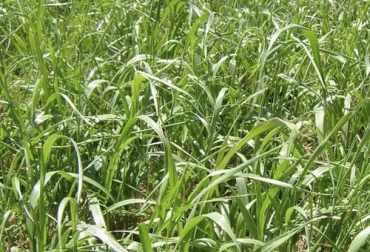 El experto recomienda que no se deben hacer mezclas entre avena y raigrás ya que la primera crea muchos espacios en el terreno. Foto: revistabaqueano.com ganadería, ganadería colombia, noticias ganaderas, noticias ganaderas colombia, contexto ganadero, avena forrajera, avena forrajera alimento ganado, raigrás, raigrás para alimento ganado, mezcla de avena forrajera y raigrás, recomendaciones mezcla materiales forrajeros