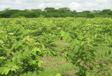 Los bancos forrajeros juegan un papel importante en la alimentación del ganado en épocas críticas pero es importante definir diferentes aspectos. Foto: agrotendencia.tv Bancos forrajeros, especies forrajeras, follaje, Pradera, fertilización, periodo vegetativo, pastoreo, tipo de animal, peso vivo, sistema de pastoreo, intensidad, valor nutricional, alimentación suplementaria, presupuesto forrajero, consumo, productividad, vacas, proteína, energia, Ganadería, ganadería colombia, noticias ganaderas colombia, CONtexto ganadero