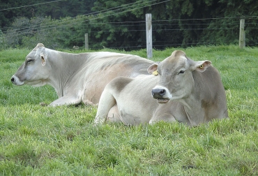 En los hatos libres de brucelosis bovina, donde se está vacunando, se comportaron como factor protector contra la pérdida gestacional. Foto: Grupo Reproducción Animal y Salud de Hato - UNAL. Ganadería, ganadería colombia, noticias ganaderas, noticias ganaderas colombia, CONtexto ganadero, bioseguridad, bioseguridad en predios ganaderos, bioseguridad para prevenir abortos, Esperanza Polanía Pardo, COVID-19, prevenir abortos en bovinos lecheros, abortos en bovinos de leche