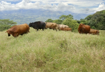 Laganadería tiene gran potencial para ayudar en la captura de carbono y mitigar las emisiones de gases de efecto infervandero. Foto: Fedegán FNG ganadería, ganadería colombia, noticias ganaderas, noticias ganaderas colombia, contexto ganadero, captura de carbono, cambio climático, medio ambiente, importancia del cambio climático, captura de carbono, ganadería en el cambio climático, árboles captura de carbono, suelo captura de carbono
