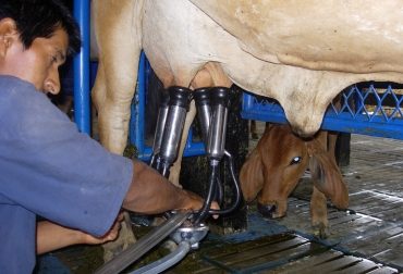 Tenga en cuenta estas pautas para mejorar las condiciones y eficiencia de su explotación. Foto: agrilac.co Ganadería, ganadería colombia, noticias ganaderas, noticias ganaderas colombia, CONtexto ganadero, buenas prácticas en la finca, Buenas Prácticas Ganaderas, buenas prácticas de ordeño, buenas prácticas ganaderas en argentina, ganadería Argentina