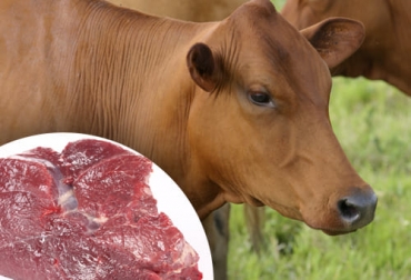 La carne del ganado criollo que se cría en las pasturas de los Llanos Orientales es de excelente calidad para competir con las de otras razas, según Agrosavia. Foto: Fedegán FNG - freepik.es Razas criollas, Agrosavia, carne, bos taurus, organoléptica, composicional, racial, manejo, alimentación, consumidores, Llanos Orientales, pasturas naturales, ácidos grasos, lotes de engorde, sistemas intensivos, Sistemas silvopastoriles, árboles, Bienestar Animal, Ganadería, ganadería colombia, noticias ganaderas colombia, CONtexto ganadero