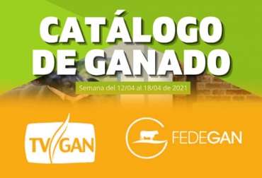 Conozca el catálogo ganadero de esta semana y aproveche para adquirir buenos ejemplares. Foto: Cortesía TVGan, catálogo, fotos, razas, tipo de ganado, color, edad, sexo, peso, ubicación, precios, comercialización, toro reproductor, gyr, guzerá, girolando, novillos, terneras destetas, ganadería, ganadería Colombia, noticias ganaderas Colombia, contexto ganadero