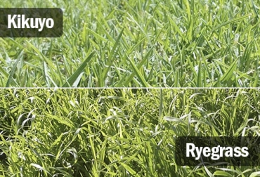 Las diferencias entre el kikuyo y el raigrás puede variar, pero una de la más diciente es el aporte nutricional. Foto: pastoranchosanjose.com - infopastosyforrajes.com ganadería, ganadería colombia, noticias ganaderas, noticias ganaderas colombia, contexto ganadero, raigrás, siembra de raigrás, cuidados de la raigrás, recomendaciones de la ryegrass, kikuyo, establecimiento del kikuyo, diferencia entre kikuyo y raigrás