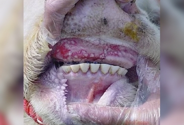 La estomatitis vesicular puede ser transmitida por muchas formas y una de estas es la saliva. Foto: manuelantonioweb.wordpress.com ganadería, ganadería colombia, noticias ganaderas, noticias ganaderas colombia, contexto ganadero, producción ganadera, producción ganadera sostenible, estomatitis vesicular, estomatitis vesicular en colombia, transmisión de estomatitis vesicular, mortalidad de estomatitis vesicular, morbilidad de estomatitis vesicular, recomendaciones estomatitis vesicular, infección estomatitis vesicular