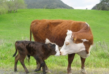 La fertilidad es una de las características que más debe evaluar el productor en su hato. Foto: ganadería.com ganadería, ganadería colombia, noticias ganaderas, noticias ganaderas colombia, contexto ganadero, características deseables de ganados, características de bovinos, mejoramiento genético, importancia mejoramiento genético, selección, selección genética, destete bovino, conformación bovina, fertilidad bovina, desempeño bovino, habilidad materna bovina, selección de toros, mejoramiento genético