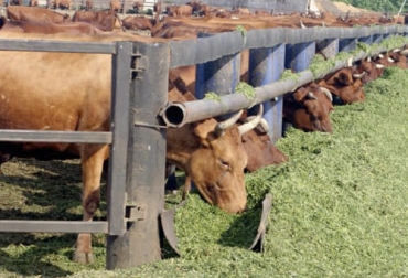 El preacondicionamiento es un periodo de alrededor de 45 días donde se instalan terneros para que ganen peso o mejoren su condición antes de ser transportados. Foto: bmeditores.mx Preacondicionamiento, preacondicionamiento vacas, preacondicionamiento vacas Colombia, Investigación transporte ganado, investigación transporte vacas, transporte vacas, Bienestar Animal, transporte animal, transporte bovino, costos preacondicionamiento, costos preacondicionamiento vacas, ganaderos, ganaderos colombia, ganado, vacas, vacas Colombia, bovinos, Ganadería, ganadería colombia, noticias ganaderas, noticias ganaderas colombia, CONtexto ganadero, contextoganadero
