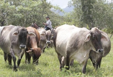 La apuesta de Nicaragua es tener unos productos más sostenibles para aumentar sus exportaciones. Foto: lavozdelsandinismo.com Ganadería, ganadería colombia, noticias ganaderas, noticias ganaderas colombia, CONtexto ganadero, producción ganadera, producción ganadera sostenible, exportaciones de carne, exportaciones de carne argentina, registro para exportadores de carne en argentina, requisitos registro exportaciones de carne, productos cárnicos argentinos