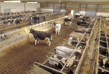 Uno de los factores que garantizan el éxito del sistema estabulado es la alimentación de los animales, que debe estar lo más cercano posible a la casa. Foto: definicionabc.com Ganadería, ganadería colombia, noticias ganaderas, noticias ganaderas colombia, CONtexto ganadero, estabulación, estabulación bovina, estabulación bovina en colombia, sistemas estabulados, manejo de los sistemas estabulados, eficiencia de los sistemas estabulados, nutrición en los sistemas estabulados