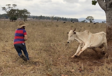 Los investigadores hallaron solo en la corteza prefrontal del cerebro, 918 genes promotores y 278 supresores de respuestas agresivas. Foto: Starley Rezende ganadería, ganadería colombia, noticias ganaderas, noticias ganaderas colombia, contexto ganadero, producción ganadera, producción ganadera sostenible, gen agresividad, agresividad bovinos, agresividad humanos