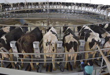 Hay diferentes prácticas que pueden utilizar los ganaderos en sus fincas para incrementar la grasa de la leche y obtener un mejor precio. Foto: campogalego.es vacas, ordeño, grasa, producción de leche, pH, rumen, forraje, pienso, concentrado, industria láctea, Silo, maíz, pastos, fibra, nutrientes, proteína, bacterias, ingesta, materia seca, ácido acético, levadura, acidosis, robot, Ganadería, ganadería colombia, noticias ganaderas colombia, CONtexto ganadero