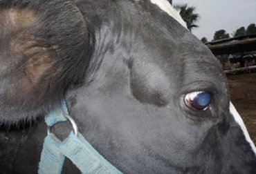 Una de las enfermedades que afecta el sistema circulatorio de los bovinos es la leucosis enzoótica bovina, que se observa en la imagen. Foto: zoovetesmipasion.com - Rony Guinet C M.V. / Gustavo Carrillo - Bachiller Enfermedades corazón vacas, enfermedades cardiovasculares vacas, corazón, Sistema circulatorio de los bovinos, sistema cardiovascular, sistema circulatorio vacas, corazón vacas, corazón bovinos, sistema circulatorio de los vacunos, sistema linfático, ganaderos, ganaderos colombia, ganado, vacas, vacas Colombia, bovinos, Ganadería, ganadería colombia, noticias ganaderas, noticias ganaderas colombia, CONtexto ganadero, contextoganadero
