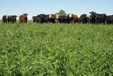 Una de las recomendaciones del experto es nunca dejar semillar el material. Foto: diariocol.com ganadería, ganadería colombia, noticias ganaderas, noticias ganaderas colombia, contexto ganadero, primer pastoreo, manejo al primer pastoreo, semillas, materiales vegetativos, plantas, semillar