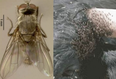 Los vacunos de razas europeas, con color oscuro y de sexo masculino atraen más las moscas de los cuernos. Foto: es.slideshare.net/varisantiz Susceptibilidad a la mosca de los cuernos, Control mosca de los cuernos, mosca de los cuernos, estrategias de control de plagas, control de moscas, control integral biológico, estrategias control mosca de los cuernos, formas de eliminar mosca de los cuernos, ganado más afectado por mosca de los cuernos, vacas mosca cuernos, afectaciones mosca de los cuernos, ganaderos, ganaderos colombia, ganado, vacas, vacas Colombia, bovinos, Ganadería, ganadería colombia, noticias ganaderas, noticias ganaderas colombia,