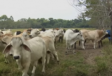 En la Orinoquía donde los suelos son de bala calidad, Agrosavia tiene una oferta tecnológica que permite mejorar los pastos y hacer de la ganadería un negocio rentable. Foto: Captura del video youtube.com/watch?v=fzoE0ErQCV0 del canal de youtube El Mundo del Campo pastoreo, carne, Forrajes, rentabilidad, capacidad de carga, Agrosavia, Orinoquía, Llanos Orientales, área degradada, nutrientes, brachiaria decumbens, pasto llanero, adaptación, tolerancia, plagas, productividad, potreros, nutrición mineral, fertilización, análisis de suelos, cerca eléctrica, sombrío, Bienestar Animal, Ganadería, ganadería colombia, noticias ganaderas colombia, CONtexto ganadero