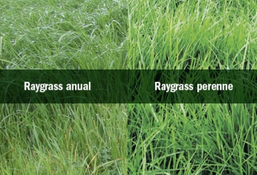 Esta especie de pasto es muy utilizada en el trópico alto por su resistencia a las bajas temperaturas. Foto: inta.gob.ar - impulsemillas.com ganadería, ganadería colombia, noticias ganaderas, noticias ganaderas colombia, contexto ganadero, ryegrass, siembra de ryegrass, cuidados de la ryegrass, recomendaciones de la ryegrass , pastoreo de la ryegrass , ryegrass anual, ryegrass perenne, ryegrass intermedio, ryegrass hibrido, diferencia entre ryegrass anual intermedio y perenne