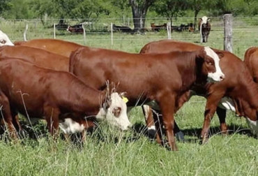 El epxero menciona que en la recría el productor debe tener en cuenta el peso y la talla del animal, llevando a cabo este proceso cada mes. Foto: defrentealcampo.com.ar Ganadería, ganadería colombia, noticias ganaderas, noticias ganaderas colombia, CONtexto ganadero, cría, crianza de ganado, recría del ganado, objetivo de la crianza de ganado, sentido lógico de la crianza de ganado, empresa ganadera, objetivo del negocio ganadero, negocio ganadero, crecimiento hato ganader, recría