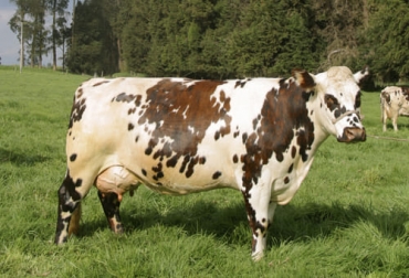 Según el experto, un animal más bajo y con mayor peso tendrá mayor rendimiento que uno con igual peso pero más alto. Foto: Fedegán-FNG Crecimiento de los bovinos, crecimiento de los animales, Altura de la vaca, tamaño de la vaca, altura del bovino, altura del toro, altura ganado bovino, peso corporal, peso inicial, peso final, medir crecimiento animales, medición crecimiento animales, importancia de la altura en vacas, ganaderos, ganaderos colombia, ganado, vacas, vacas Colombia, bovinos, ganado bovino, Ganadería, ganadería colombia, noticias ganaderas, noticias ganaderas colombia, CONtexto ganadero, contextoganadero