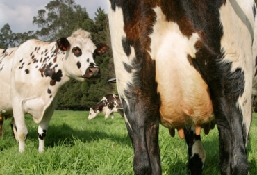 Diversos factores influyen en la reproducción y la producción de leche, siendo la detección del celo uno de los más importantes. Foto: Fedegán FNG Detección del celo, vaca preñada, crianza, recría, vaquillonas, descarte, muerte de vacas, puerperio, concepción al primer servicio, manejo reproductivo, ordeño, efectividad, exactitud, periodo fértil, vacas paridas, hipocalcemia, retención de placenta, enfermedades metabólicas, Ganadería, ganadería colombia, noticias ganaderas colombia, CONtexto ganadero