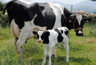 El ganadero asegura que la medición es importante para mantener el equilibrio en el mejoramiento genético. Foto: suenaacampo.com ganadería, ganadería colombia, noticias ganaderas, noticias ganaderas colombia, contexto ganadero, equilibrio en ganadería, medir en ganadería, medidas en ganadería, registros de datos en ganadería, características deseables de ganados, características de bovinos, mejoramiento genético, importancia mejoramiento genético