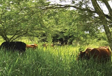 El sello ambiental ganadero colombiano fomenta el uso de los métodos sostenibles en los predios ganaderos. Foto: ganaderiacolombianasostenible.co ganadería, ganadería colombia, noticias ganaderas, noticias ganaderas colombia, contexto ganadero, ganadería colombiana sostenible, ganadería sostenible, sello ganadería sostenible, sello de confianza de ganadería sostenible, cámara de ganadería sostenible, sello ambiental ganadero colombiano, sostenibilidad, ganadería regenerativa