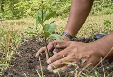 Uno de los aspectos destacados de Colombia en la celebración del Día de la Tierra es el avance que se ha tenido en el propósito de sembrar 180 millones de árboles. Foto: reddearboles.org Día de la Tierra, árboles, Naciones Unidas, contaminación, Medio Ambiente, conservación, biodiversidad, preocupaciones ambientales, calor extremo, Incendios Forestales, inundaciones, huracanes, sostenibilidad, reforestación, deforestación, Siembra, Corporaciones Autónomas Regionales, MinAmbiente, cuencas, ríos, Ganadería, ganadería colombia, noticias ganaderas colombia, CONtexto ganadero