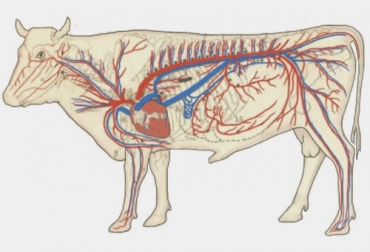 El sistema circulatorio de las vacas es fundamental para llevar nutrientes a la ubre. Foto: Pinterest.com - Asuzena Gallardo (asuzenagallardo) Sistema circulatorio de los bovinos, sistema cardiovascular, sistema circulatorio vacas, corazón vacas, corazón bovinos, sistema circulatorio de los vacunos, corazón, sistema linfático, sistema porta hepático, ganglios linfáticos, vasos linfáticos, ganaderos, ganaderos colombia, ganado, vacas, vacas Colombia, bovinos, Ganadería, ganadería colombia, noticias ganaderas, noticias ganaderas colombia, CONtexto ganadero, contextoganadero