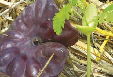 Los frutos del orejero son muy nutritivos pero pueden resultar tóxicos para el ganado. Foto: Sacada del libro ÁRBOLES NATIVOS PARA PREDIOS GANADEROS - Zoraida Calle ganadería, ganadería colombia, noticias ganaderas, noticias ganaderas colombia, contexto ganadero, ganadería colombiana sostenible, ganadería sostenible, especies nativas, árboles nativos, árboles nativos en colombia, ganadería colombiana sostenible, proyecto ganadería colombiana sostenible, orejero, usos del orejero, orejero en sistemas ganaderos, suplementación para ganado con orejero, aspectos claves del orejero, madera del orejero, ecología del orejero
