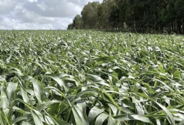 El sorgo forrajero se emplea para el pastoreo pero es importante conocer el momento adecuado para entrar y sacar el ganado para que le saque el máximo provecho. Foto: elabcrural.com sorgo forrajero, pastoreo, precoz, crecimiento, incorrecta utilización, calidad, Producción, carga animal, rebrote, tiempo de ocupación, remanentes, forraje, parcelas, ciclo vegetativo, mejoramiento genético, Ganadería, ganadería colombia, noticias ganaderas colombia, CONtexto ganadero