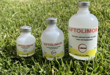 La vacunación contra la aftosa es el mecanismo para garantizar que la enfermedad no entre al país y preservar el estatus sanitario. Foto: Cortesía. Ganadería, ganadería colombia, noticias ganaderas, noticias ganaderas colombia, CONtexto ganadero, limor, Limor de Colombia, vacuna de aftosa de limor, limor ciclo de vacunación contra la aftosa, vacunación contra la fiebre aftosa en colombia, importancia de vacunar contra la aftosa en colombia, Ciclo de Vacunación, fiebre aftosa en Colombia