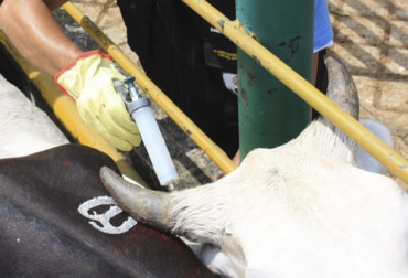 La vacunación contra la estomatitis vesicular debe hacerse durante los interciclos en Colombia. Foto: Fedegan FNG ganadería, ganadería colombia, noticias ganaderas, noticias ganaderas colombia, contexto ganadero, producción ganadera, producción ganadera sostenible, estomatitis vesicular, estomatitis vesicular en colombia, transmisión de estomatitis vesicular, mortalidad de estomatitis vesicular, morbilidad de estomatitis vesicular, recomendaciones estomatitis vesicular, infección estomatitis vesicular