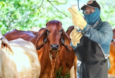 El ciclo I de vacunación contra la fiebre aftosa, brucelosis y rabia silvestre, será ejecutado del 10 de mayo al 23 de junio, una vez más, por la alianza público-privada entre el ICA y Fedegan-FNG, como ha sido durante 23 años. Foto: Fedegán ganadería, ganadería Colombia, noticias ganaderas, noticias ganaderas Colombia, CONtexto ganadero