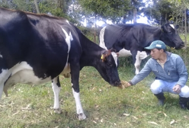 Ganaderos de leche de Nariño están adoptando diversos elementos del modelo neozelandés de producción. Foto: Cortesía Nueva Zelandia, modelo de producción, leche, Nariño, Boyacá, cundinamarca, productores, cadena de valor, conocimiento, experiencias, Agrosavia, validación, Tecnología, obonuco, criterios, factores, adopción, evaluación, visitas, plan de finca, prácticas de manejo de suelo, pasturas, cría de terneras, calidad de leche, herramienta financiera, Ganadería, ganadería colombia, noticias ganaderas colombia, CONtexto ganadero