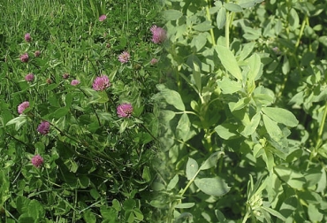 Por sus aportes nutricionales, el experto asegura que la alfalfa y el trébol rojo son recomendables para la producción de bancos de proteína. Foto: es.wikipedia.org - alimentacionderumiantes.blogspot.com Ganadería, ganadería colombia, noticias ganaderas, noticias ganaderas colombia, CONtexto ganadero, bancos de proteína, bancos proteicos, bancos de proteína para trópico alto, alfalfa, alfalfa para banco proteico, tréboles, tréboles para bancos proteicos