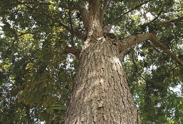 La madera del árbol caobo es una de las más codiciadas en los mercados internacionales. Foto: Libro Árboles Nativos para Predios Ganaderos. Foto: Carlos Pineda Ganadería, ganadería colombia, noticias ganaderas, noticias ganaderas colombia, CONtexto ganadero, ganadería colombiana sostenible, Ganadería Sostenible, especies nativas, árboles nativos, árboles nativos en colombia, Proyecto Ganadería Colombiana Sostenible, caobo, árbol caobo, especie caobo, caobo en sistemas ganaderos, distribución del caobo, madera del caobo
