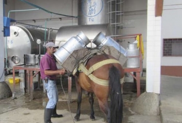 El productor asegura que el 55% de la leche no se ha podido recoger en el departamento de Caldas por los bloqueos de las vías. Foto: orienteymagdalenacaldense.com Ganadería, ganadería colombia, noticias ganaderas, noticias ganaderas colombia, CONtexto ganadero, paro nacional, desabastecimiento alimentos, paro nacional 2021, bloqueos de vías paro, bloqueo de vías 2021, pérdidas ganaderas, pérdidas ganaderas por el paro pérdidas ganaderas por los bloqueos, pérdidas ganaderas en Caldas, aumento insumos en Caldas, escasez de insumos en Caldas, comercializar animales caldas, recoger leche Caldas, bajas sector porcícola, bajas sector avícola