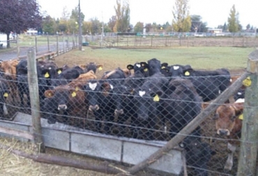 El test no es solo más fácil, sino también es mucho más barato para los productores ganaderos. Foto: noticias.udec.cl Ganadería, ganadería colombia, noticias ganaderas, noticias ganaderas colombia, CONtexto ganadero, producción ganadera, producción ganadera sostenible, exportaciones de carne, exportaciones de carne argentina, registro para exportadores de carne en argentina, requisitos registro exportaciones de carne, productos cárnicos argentinos