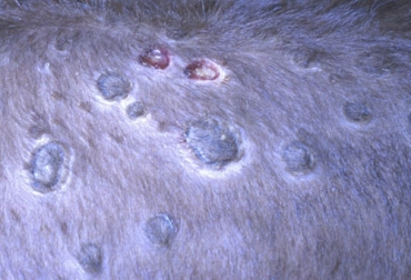 Ante la rápida propagación del virus causante de la dermatitis nodular contagiosa en países de Asia, los organismos internacionales están ayudando para combatirlo. Foto: cresa.cat Técnicas nucleares, Dermatosis Nodular Contagiosa, infección viral, piel grumosa, dolencia, nódulos, cabeza, cuello, extremidades, ubres, genitales, virus, insectos, mosquitos, moscas, garrapatas, alimentos contaminados, tratamiento dermatosis nodular, neumonía, tendones, cojera, lumpy skin disease, ganaderos, ganaderos colombia, ganado, vacas, vacas Colombia, bovinos, ganado bovino, Ganadería, ganadería colombia, noticias ganaderas, noticias ganaderas colombia, CONtexto ganadero, contextoganadero